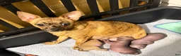 Chihuahua dogs for sale: Chihuahua 1 - Ad 20