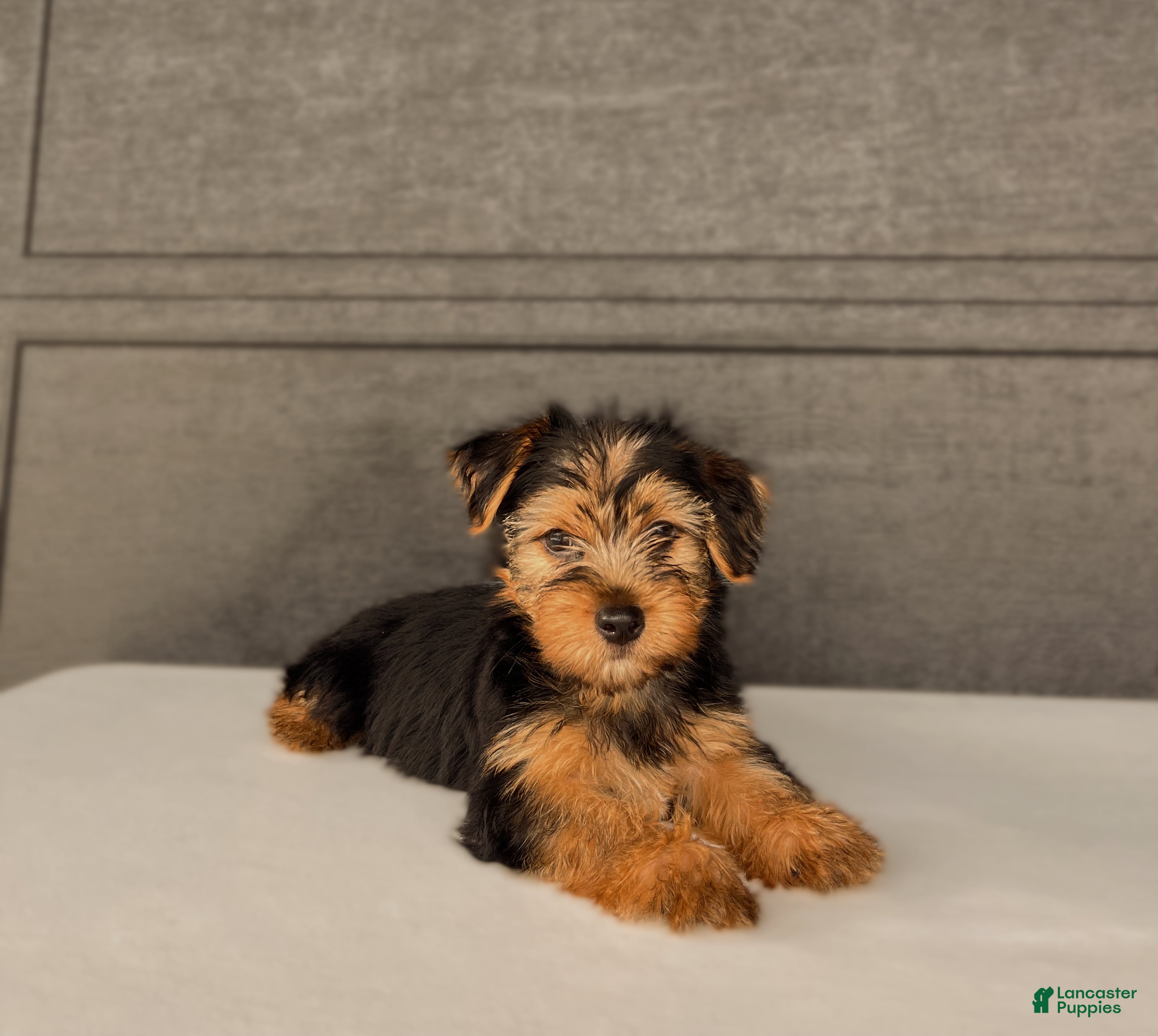 Yorkshire Terrier dogs Scout  - Ad 1