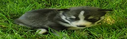 Siberian Husky dogs for sale: Sonya's female 3 - Ad 13