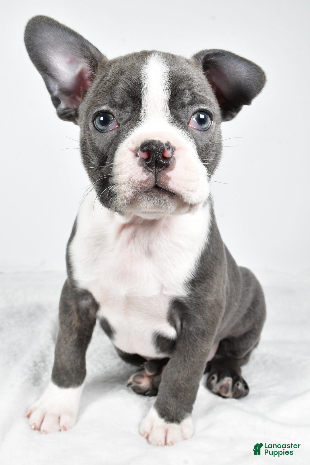 Boston Terrier dogs for sale: Ivory - Ad 7