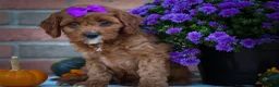 Cavapoo dogs for sale: RUSTY - Ad 3