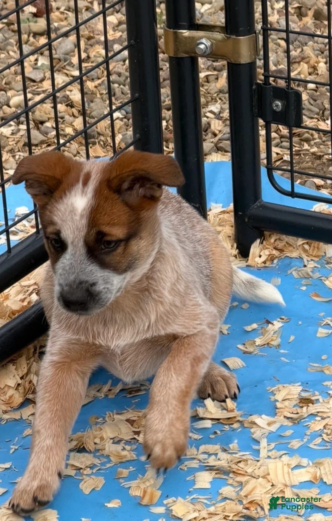 Australian Cattle Dog dogs for sale: Georgie - Ad 2