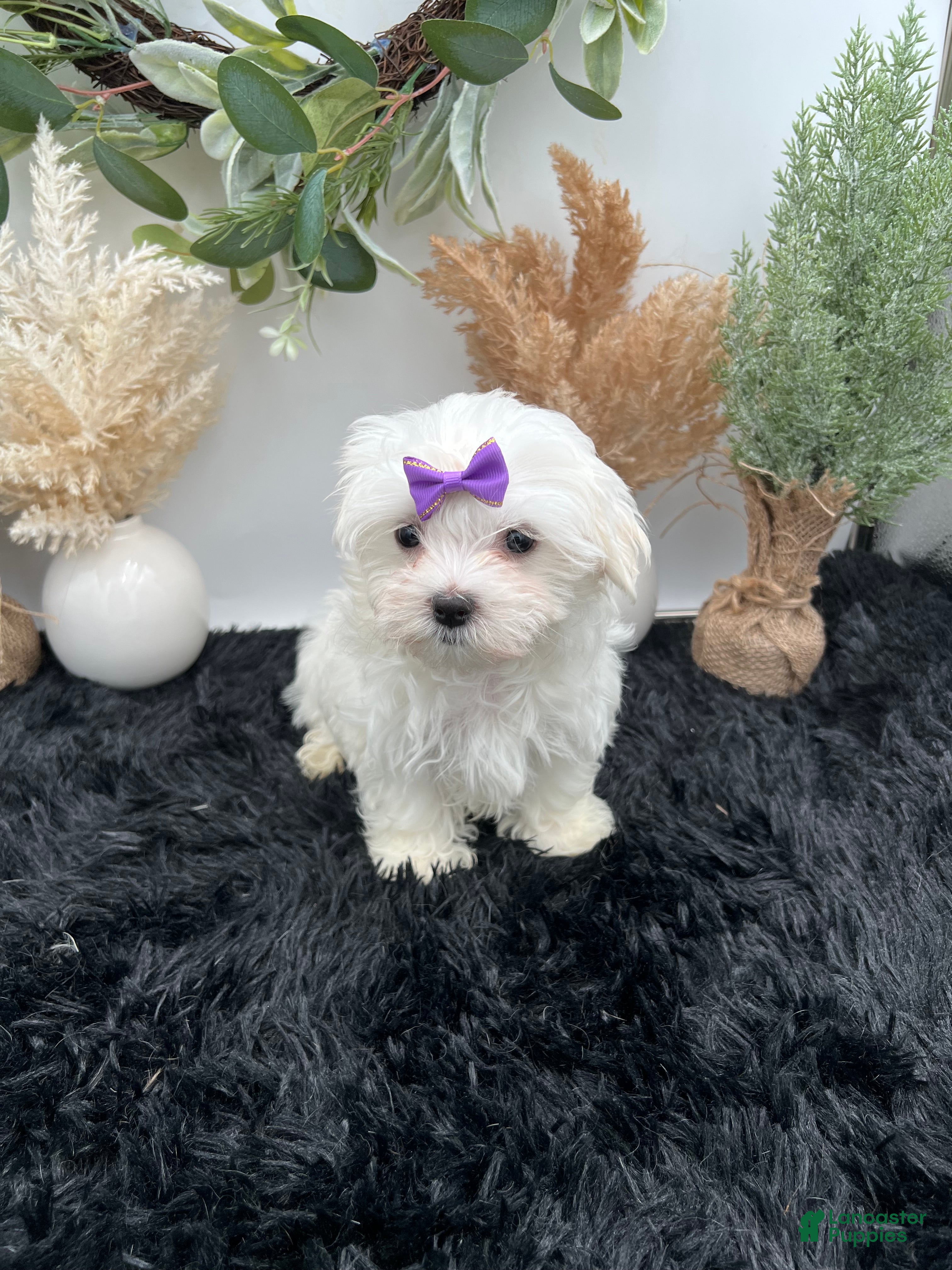 Maltese dogs AKC Mia the Korean Maltese $3000 - Ad 2