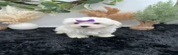 Maltese dogs for sale: AKC Mia the Korean Maltese $3000 - Ad 2