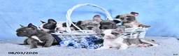 Frenchton dogs for sale: Lonny - Ad 5