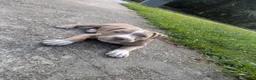American Bully dogs for sale: King - Ad 2