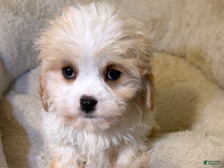 Maltipoo dogs - Ad 5