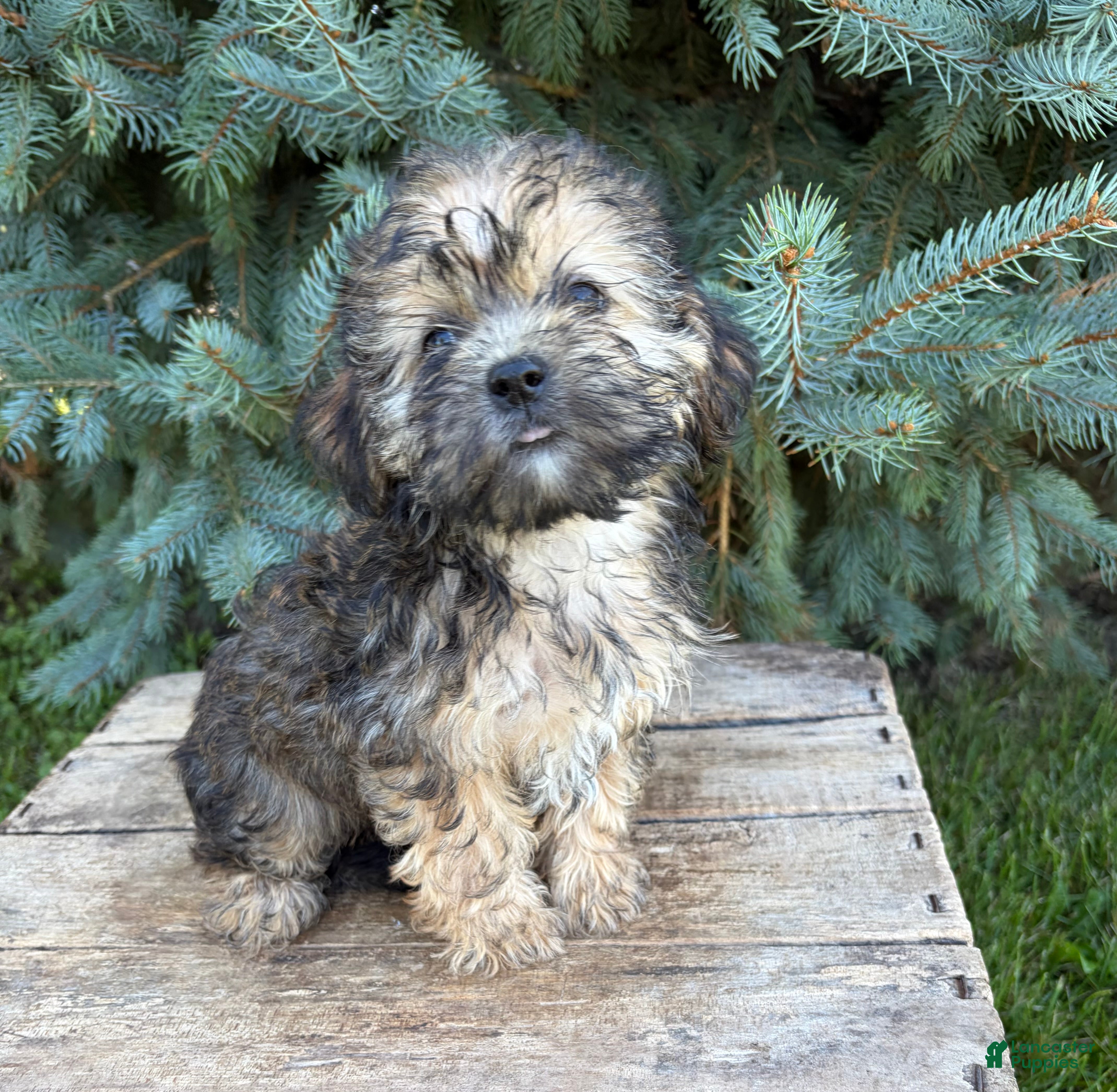 Shorkie dogs Lacey - Ad 2