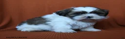 Shih Tzu dogs for sale: Kristoff - Ad 2