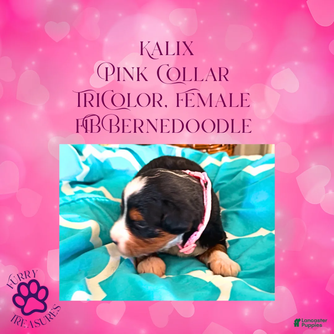 Mini Bernedoodle dogs for sale: Kian “Blue Collar” Male - Ad 49