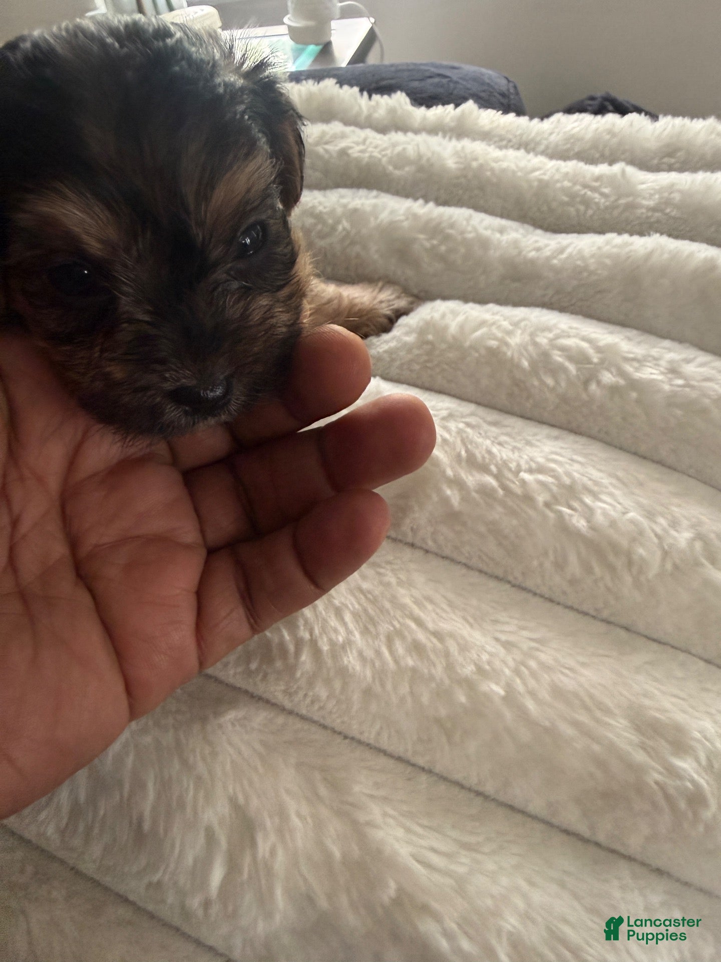 Yorkiepoo dogs Yorkiepoo 1 - Ad 20