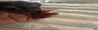 Yorkiepoo 1