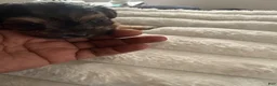 Yorkiepoo dogs for sale: Yorkiepoo 1 - Ad 1