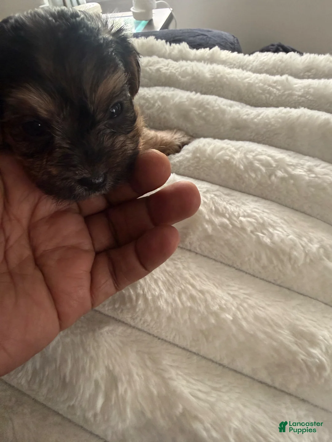 Yorkiepoo dogs for sale: Yorkiepoo 1 - Ad 1