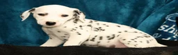 Dalmatian dogs for sale: Daisy - Ad 8