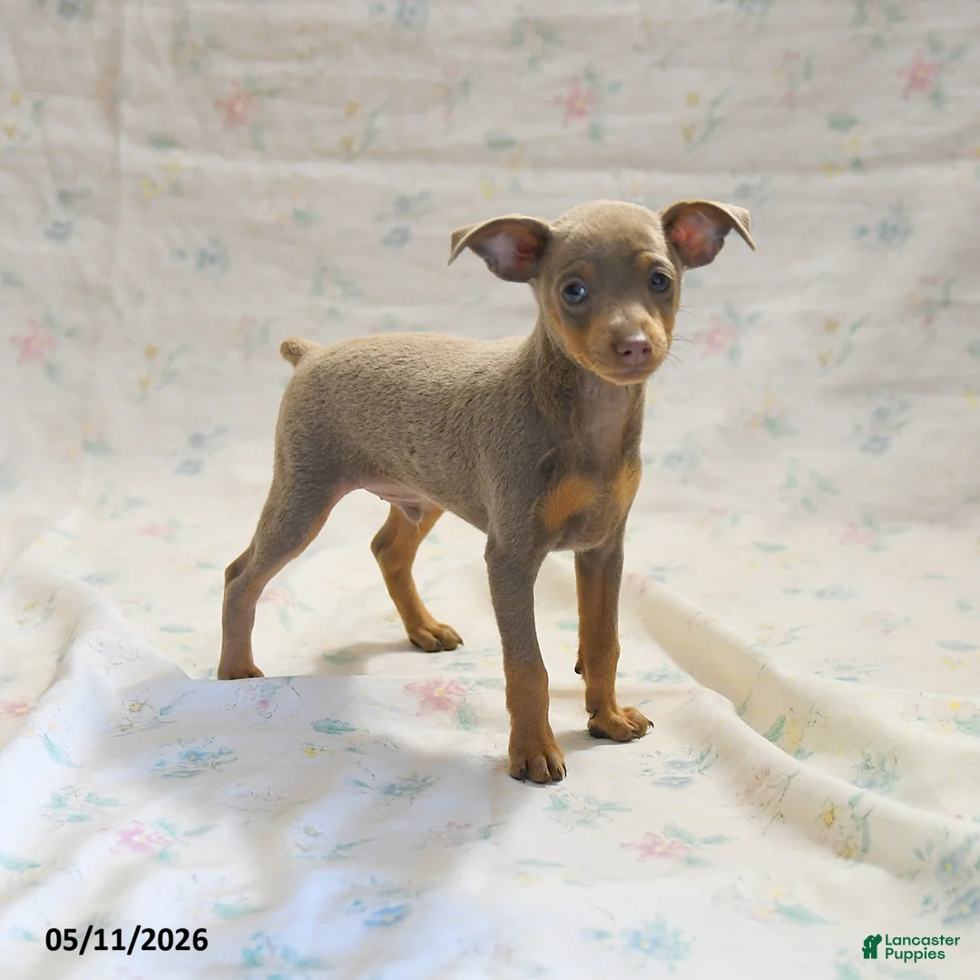 Miniature Pinscher dogs for sale: Duke - Ad 3