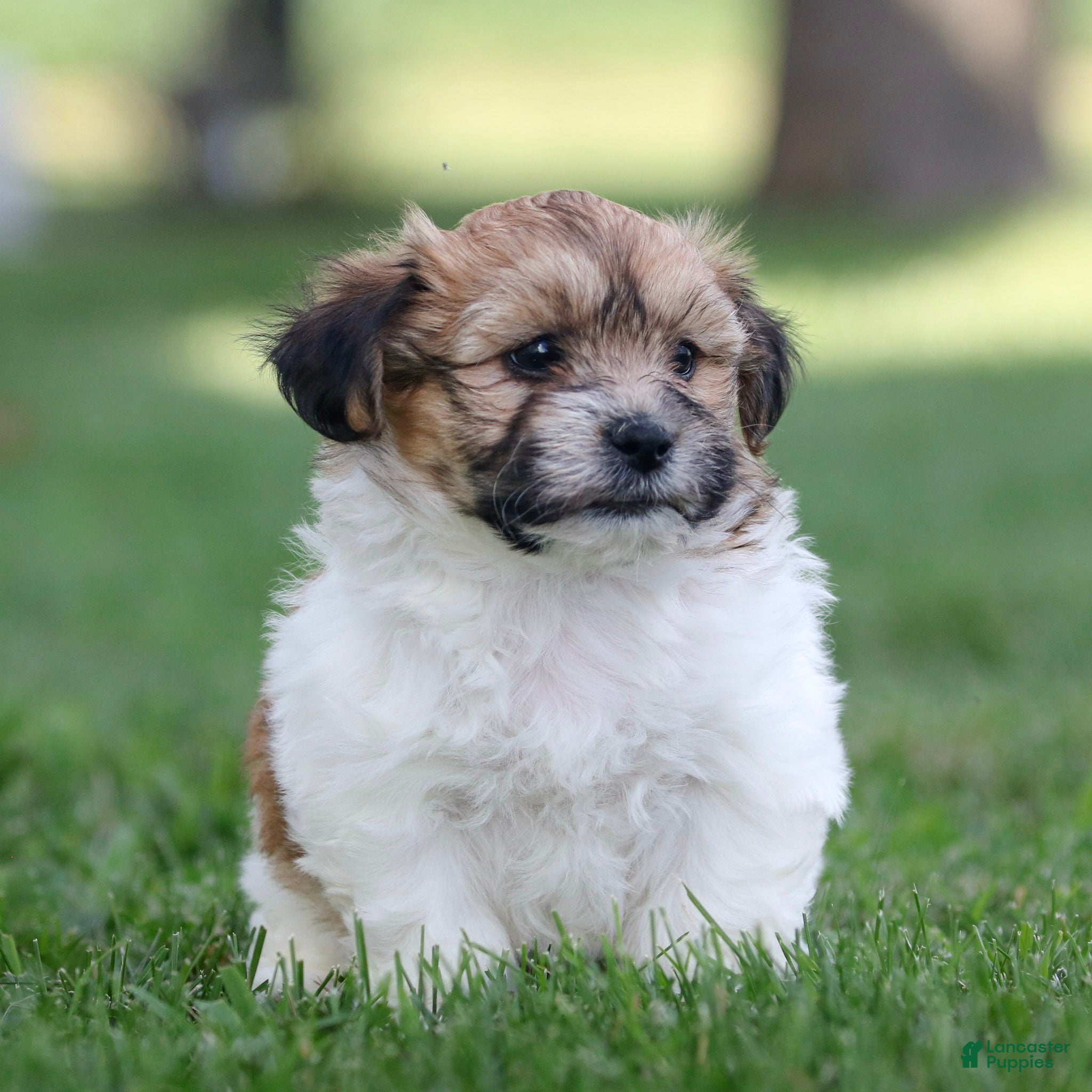 Teddy Bear dogs Chad Teddy Bear  - Ad 2