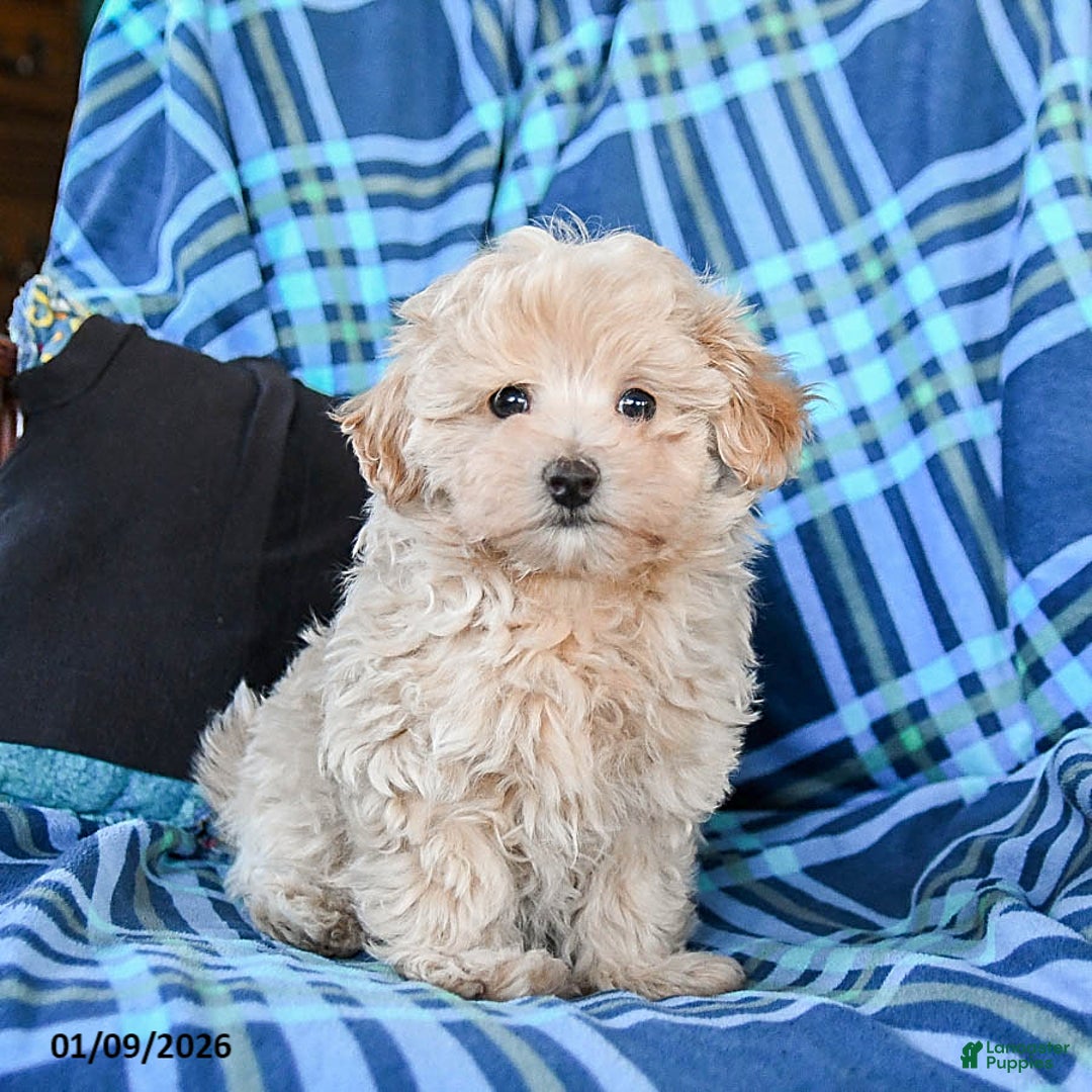 Maltipoo dogs for sale: Toffee - Ad 1