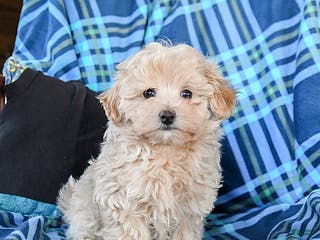 Maltipoo dogs Toffee - Ad 11
