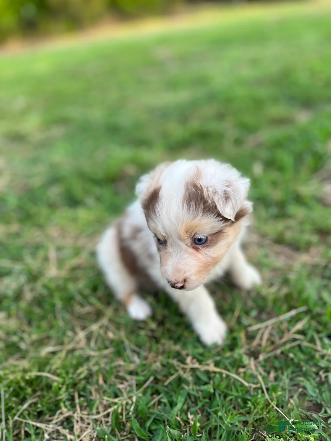 Australian Shepherd dogs for sale: Little Red - Ad 2