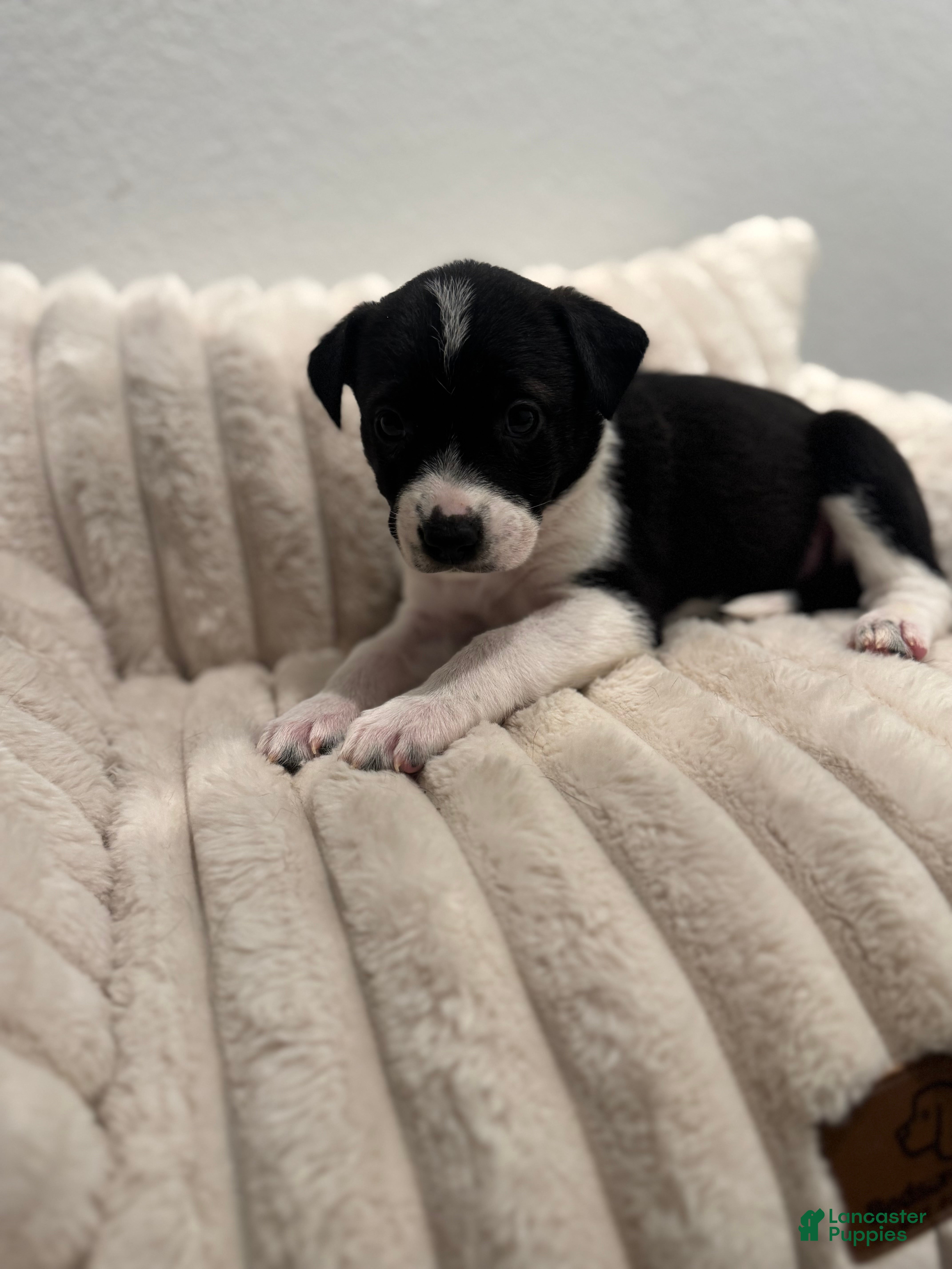 Mixed Breed dogs Autumn  - Ad 18