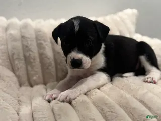 Mixed Breed dogs Autumn - Ad 18