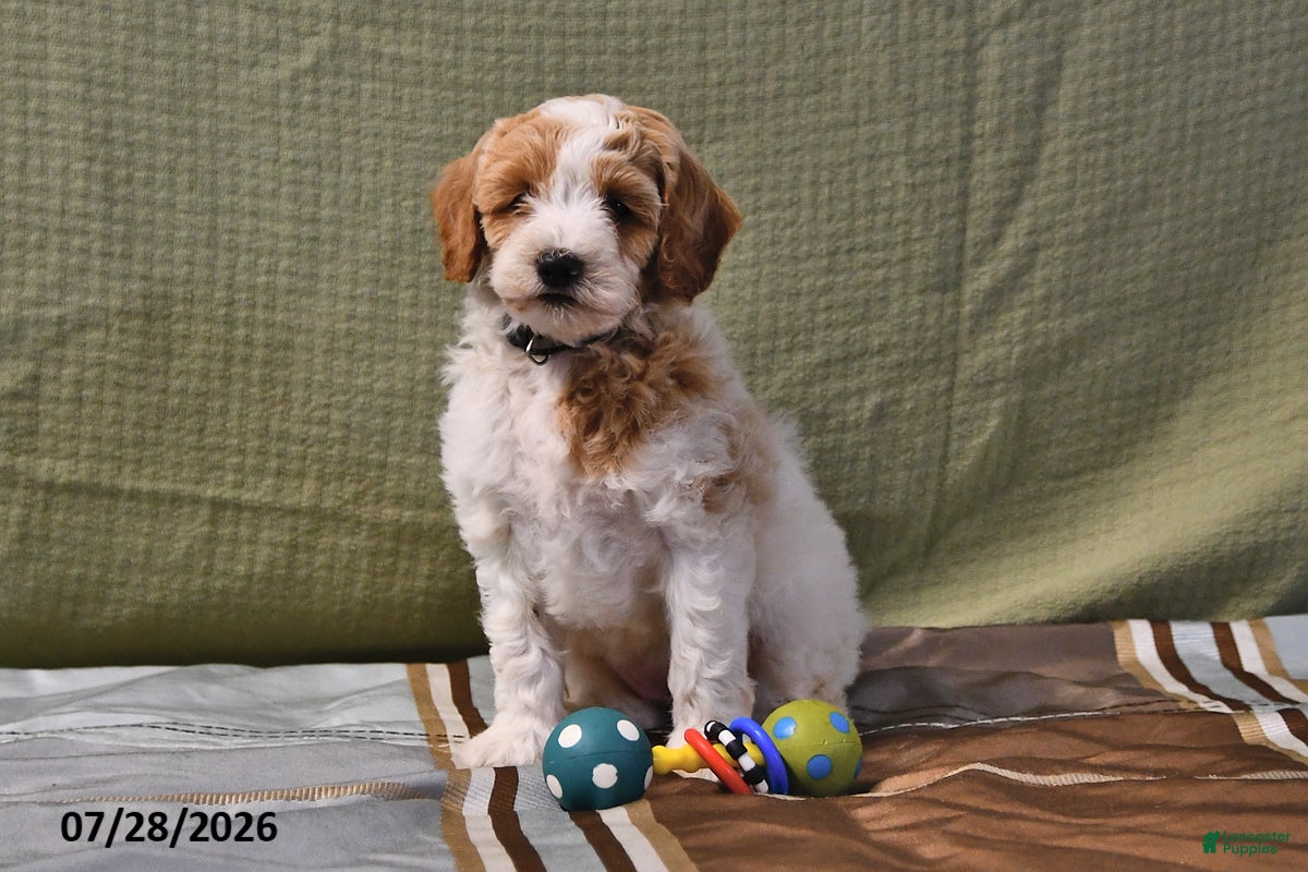 Goldendoodle dogs Sally - Ad 1
