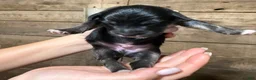 Australian Shepherd dogs for sale: Australian Shepherd 4 - Ad 4