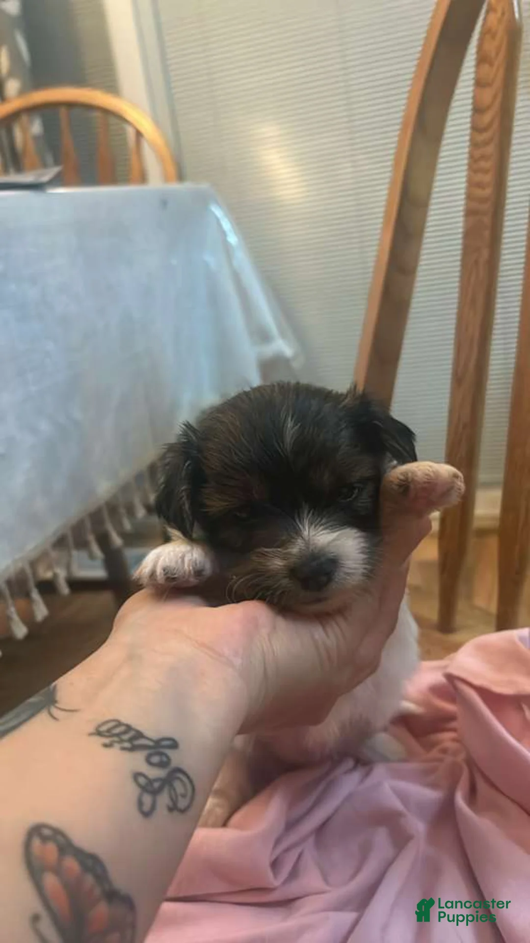 Shihpoo dogs for sale: Shihpoo Puppy 3 - Ad 1