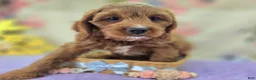 Cavapoo dogs for sale: Iceberg - Ad 32