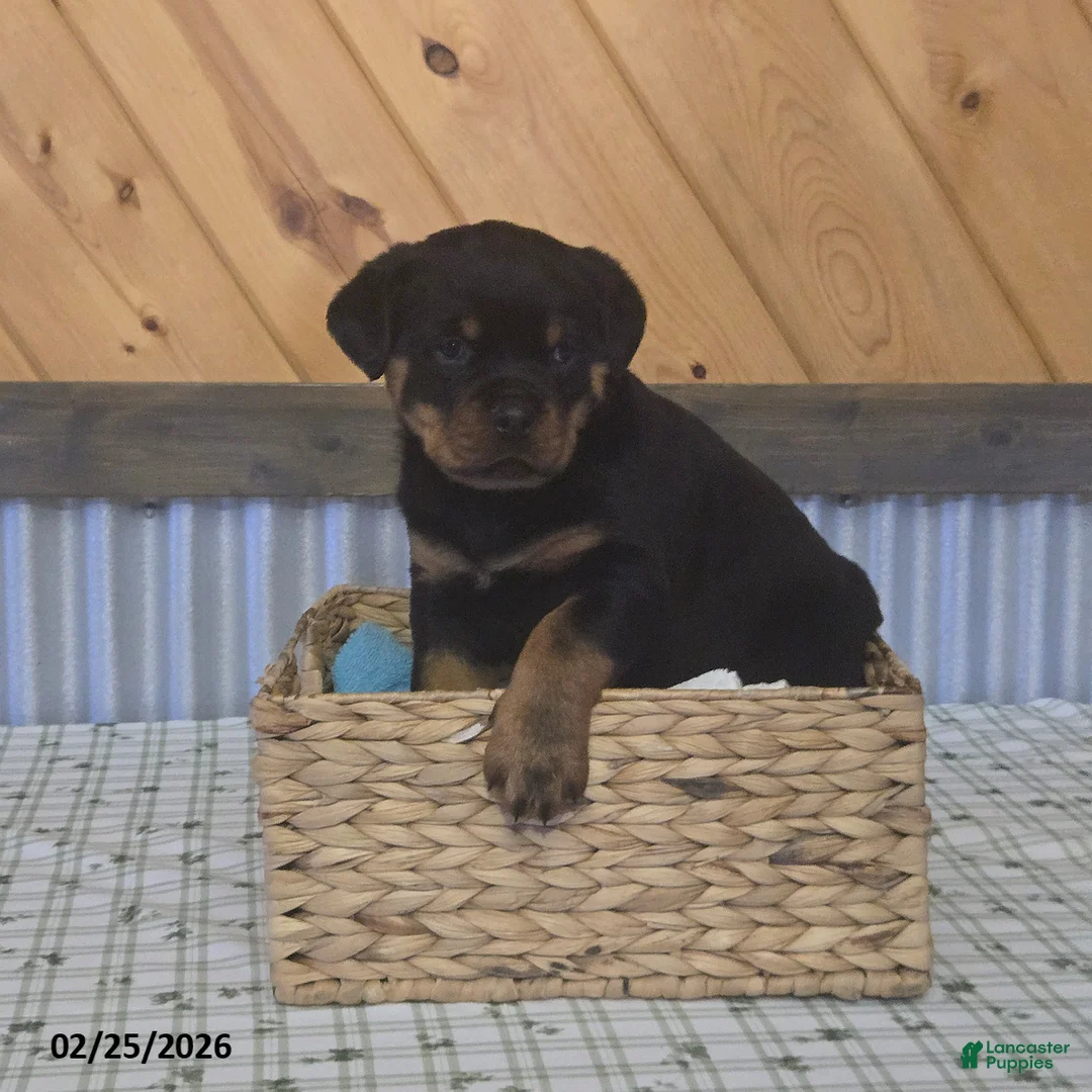 Rottweiler dogs for sale: Keith - Ad 1