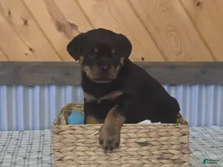 Rottweiler dogs for sale: Keith - Ad 2