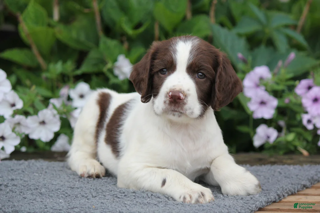 English Springer Spaniel dogs for sale: Rocket - Ad 7