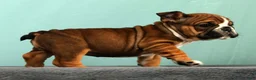 English Bulldog dogs for sale: Callie - Ad 9