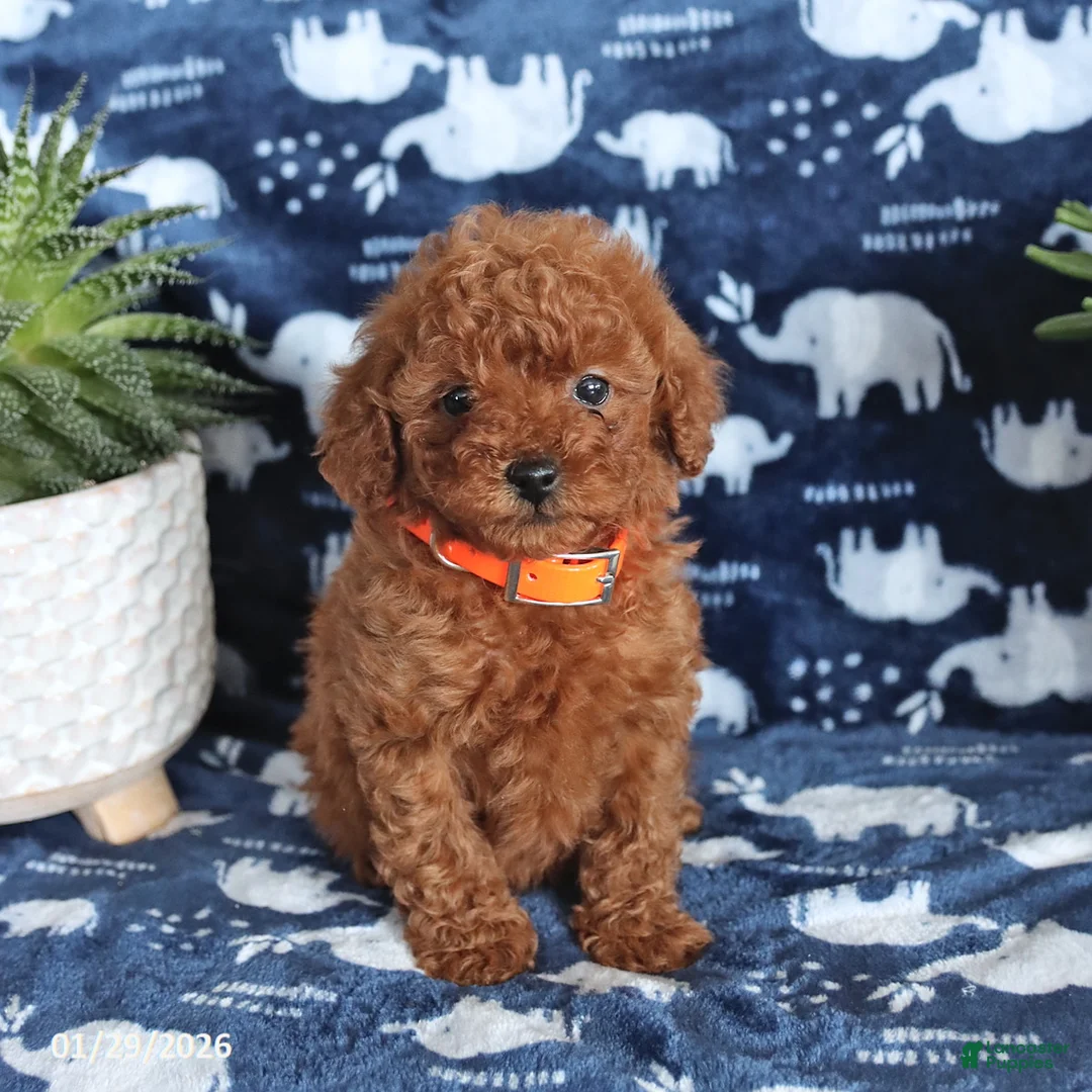 Miniature Poodle dogs for sale: Nevan - Ad 4