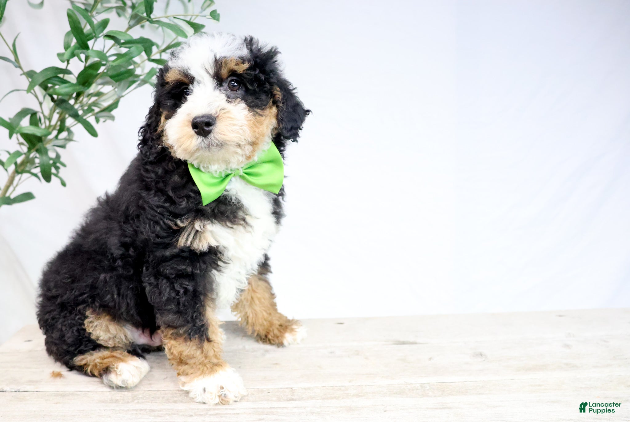 Mini Bernedoodle dogs HARLEY - Ad 18