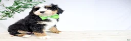 Mini Bernedoodle dogs for sale: HARLEY - Ad 1