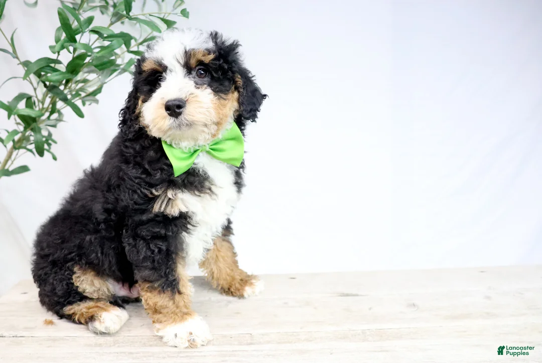 Mini Bernedoodle dogs for sale: HARLEY - Ad 1