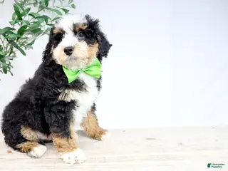 Mini Bernedoodle dogs HARLEY - Ad 18