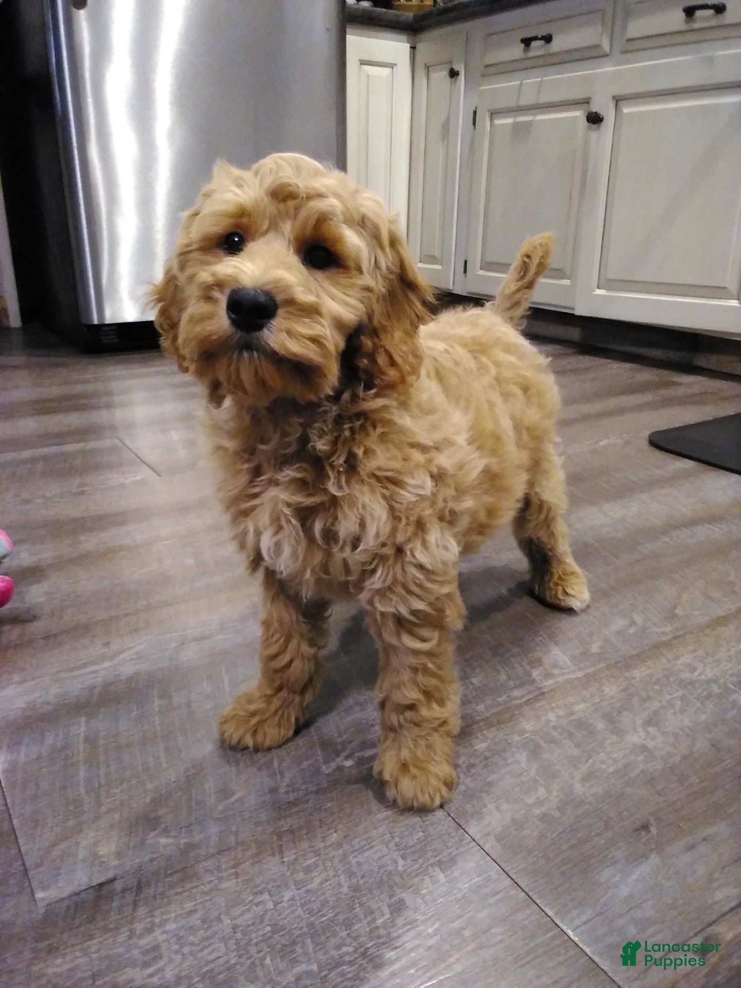 Cockapoo dogs israel - Ad 33