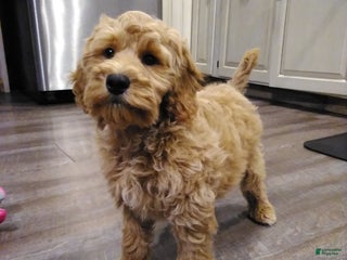 Cockapoo dogs israel - Ad 27