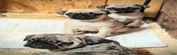 Pug dogs for sale: Tucker - Ad 3