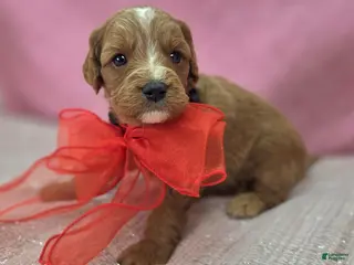 Cavapoo dogs Glacier - Ad 26