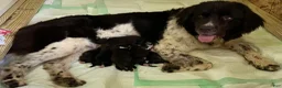 Newfoundland dogs for sale: Sparrow - Ad 7