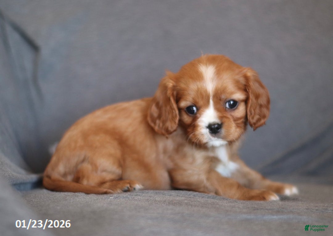 Cavalier King Charles Spaniel dogs for sale: Iris - Ad 3