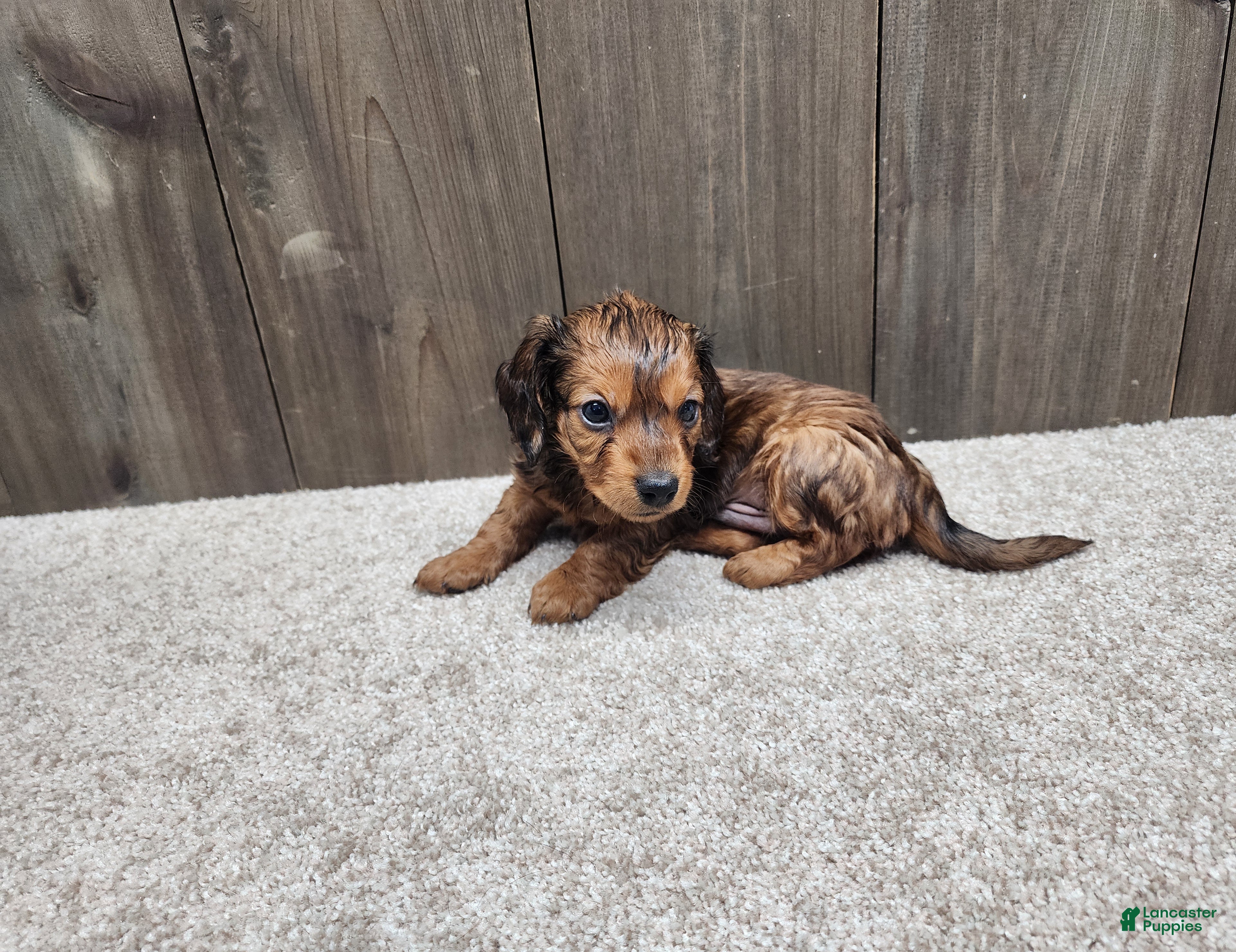 Miniature Dachshund dogs Gus - Ad 1