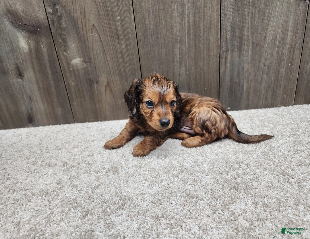 Miniature Dachshund dogs for sale: Gus - Ad 1