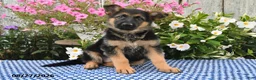 German Shepherd dogs for sale: Chloe - Ad 3