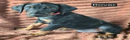 Doberman Pinscher dogs for sale: Rover - Ad 4