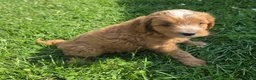 Cavapoo dogs for sale: Scout - Ad 5